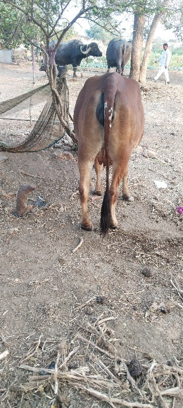 ગીર ગાય સાવ સોજ...