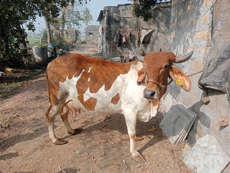 ગાય વેચવાની છે