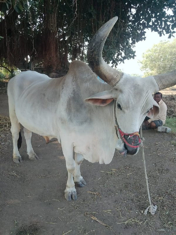 બળદ વેચવાનો છે.