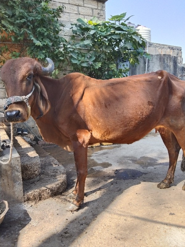 ગાય વેચવાની છે