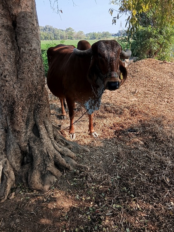 ગીર ગાય