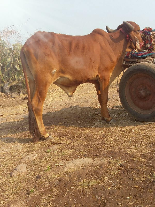 Bor Ki Gaon Bha...