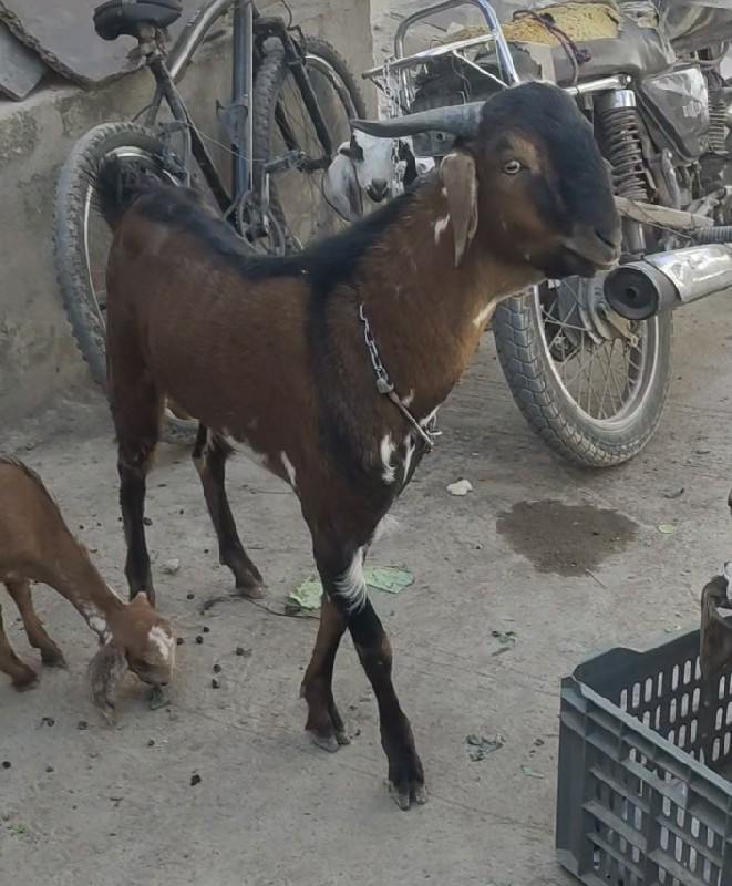 2 Patira Bakra