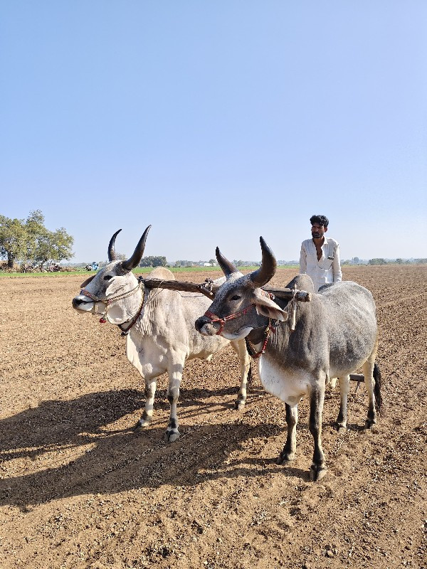 આખી જોઙ