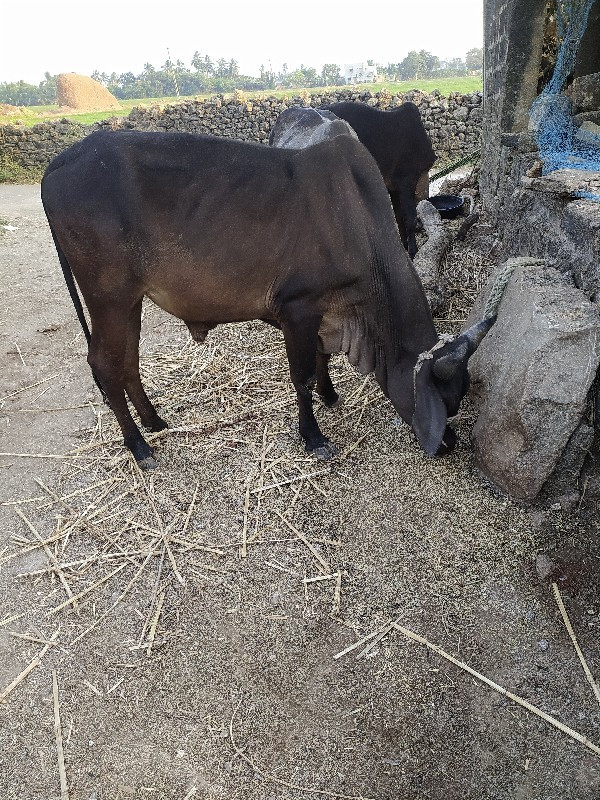 આ ગોધલા વેચવાના...