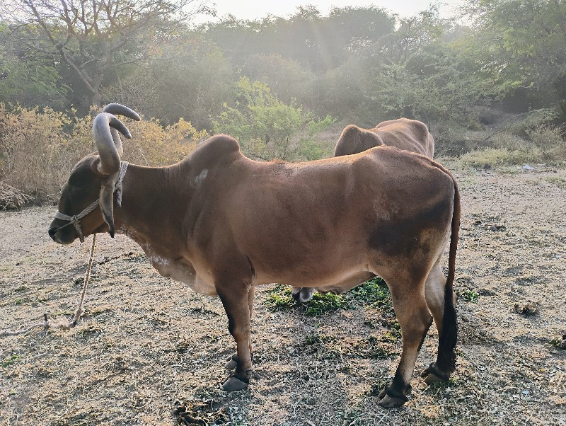 ફુલ ગેરે ટી ચડા...