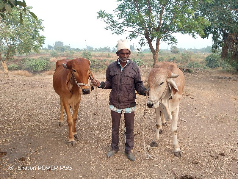 બળદ