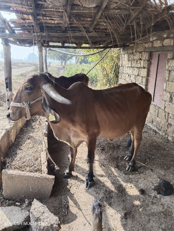 ગાય વેસવાની સે