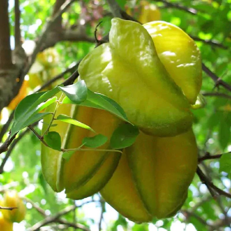 star fruit