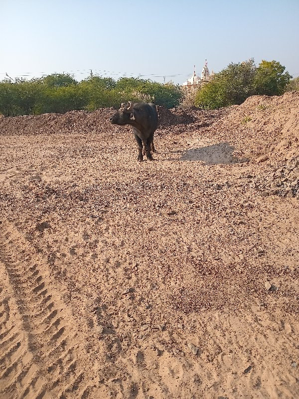 પાડો વેચવાનો છે