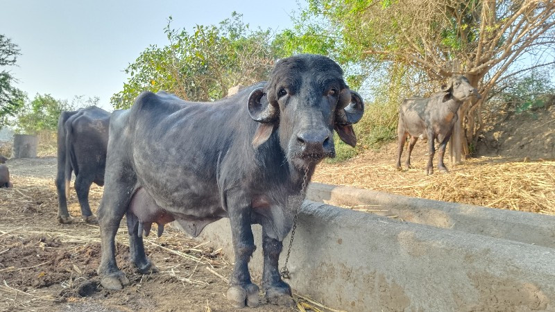 ભેસ વેસવાની છે