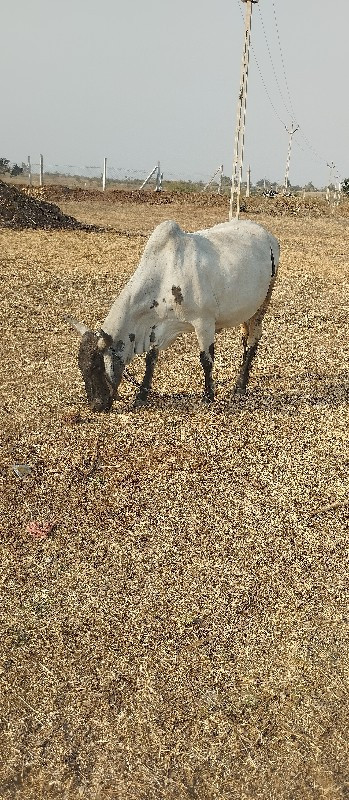 ગાય વેસવાનીછે