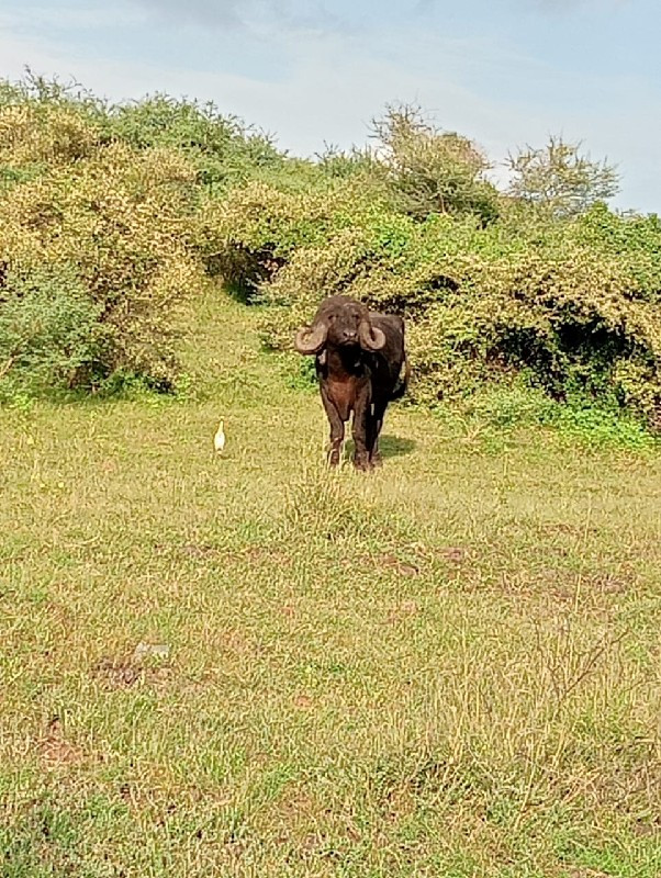 આ પાડો વેચવા નો...