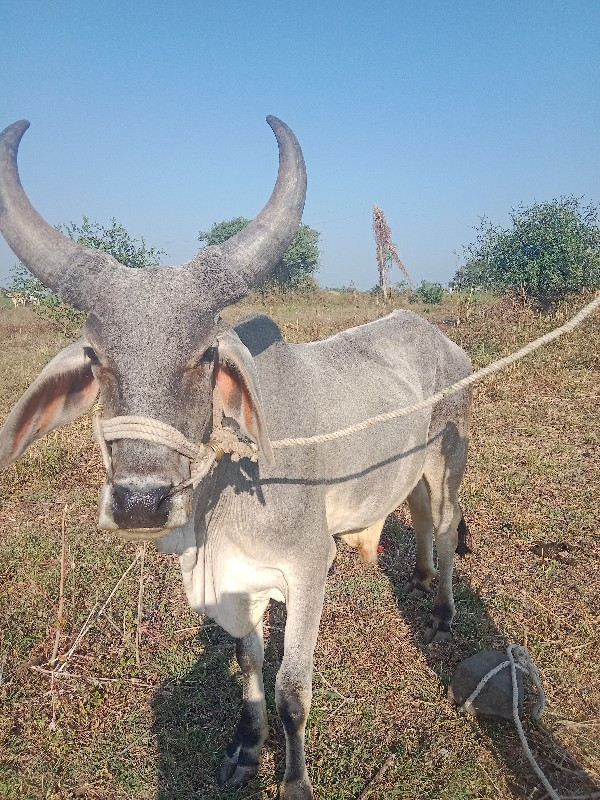 ગોઢલો