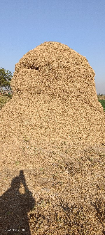 મંડવિયું વેચવાન...