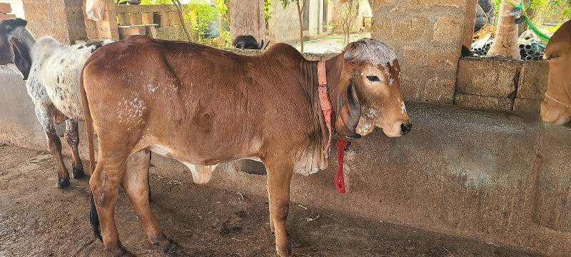 2 હોડકિયું વેચવ...