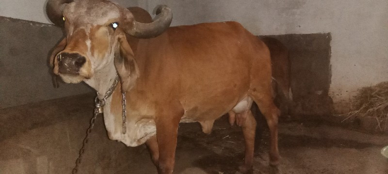 ગાય