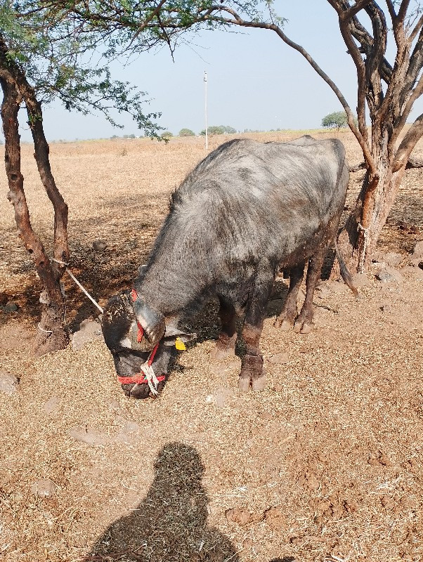 , વિજયવાડા નો વ...