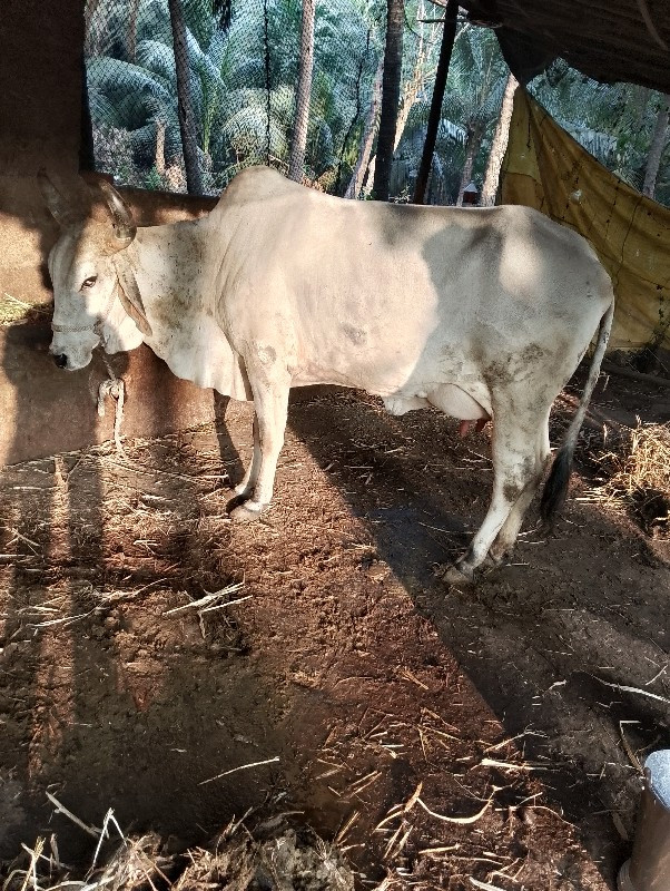 ગાય વેચવાની છે...