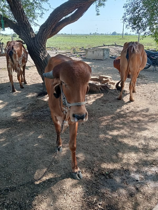 ગીર વાછડી વેચવા...