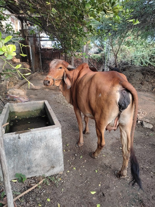 ગાય વેચવાની