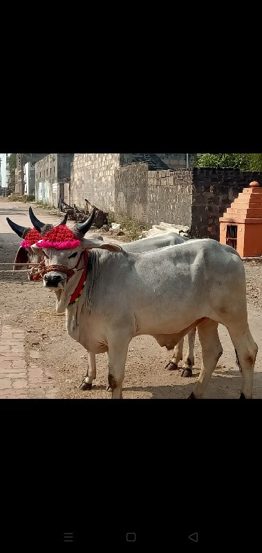 પીયોર કાંકરેજ ઘ...