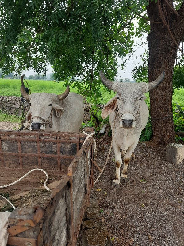 બળદ વેચવાના છે.