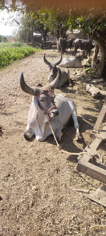 गोधरा तन छे साव...