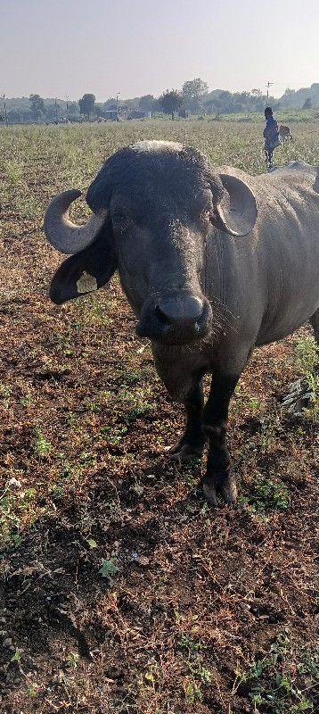 આ ભેસવેચવાની છે...