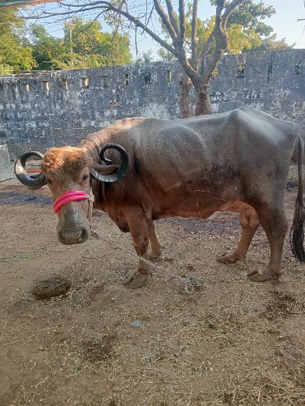 ભેંશ વેશવાની છે