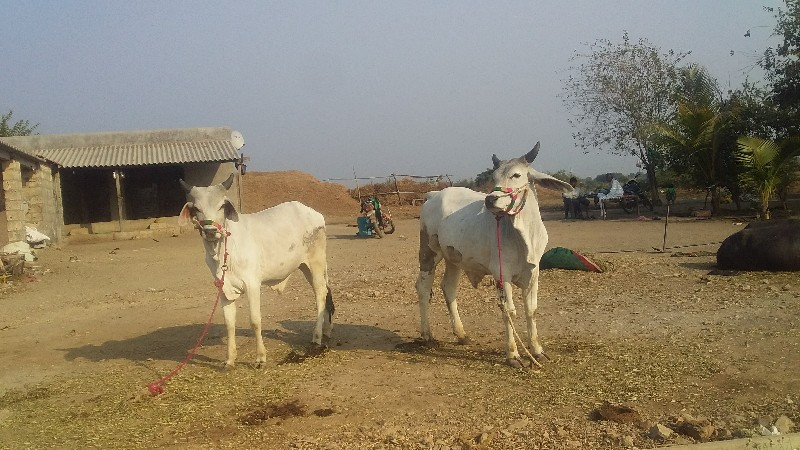 કછિડા  ગોધલા