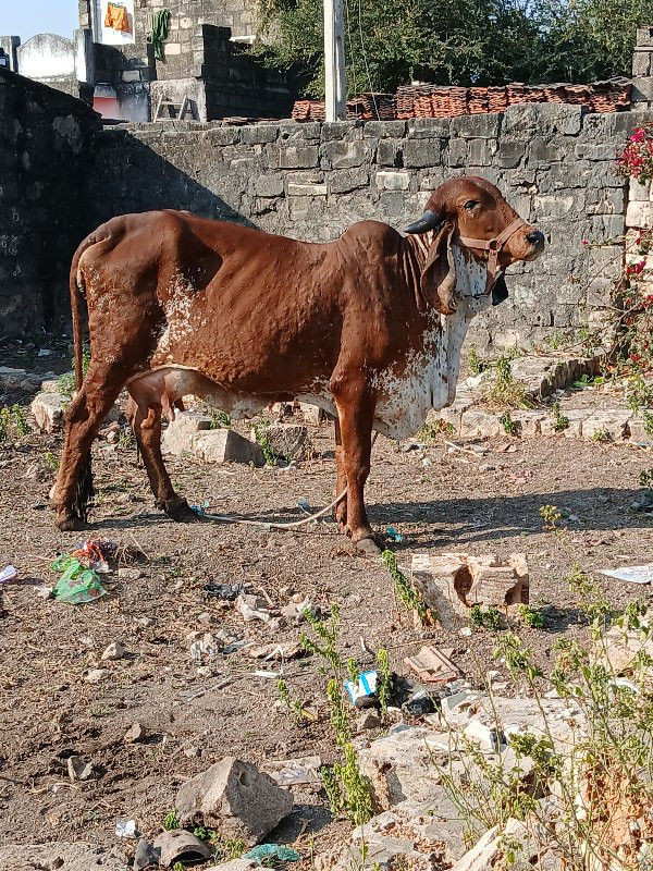 વિશ્વાસુડી