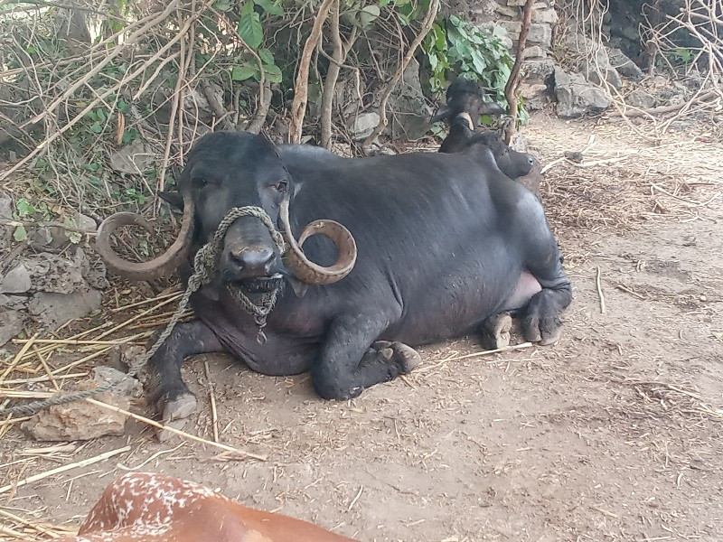 ત્રીજું વેતર ભે...