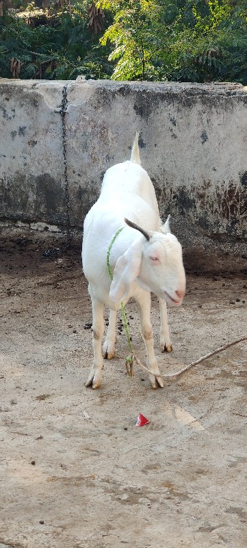 ગુલાબી બકરી.