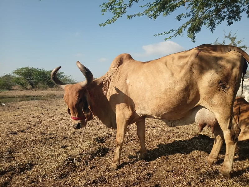 ગાય છે