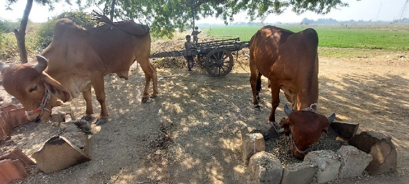 ઘોઠલાવેચવાનાછે