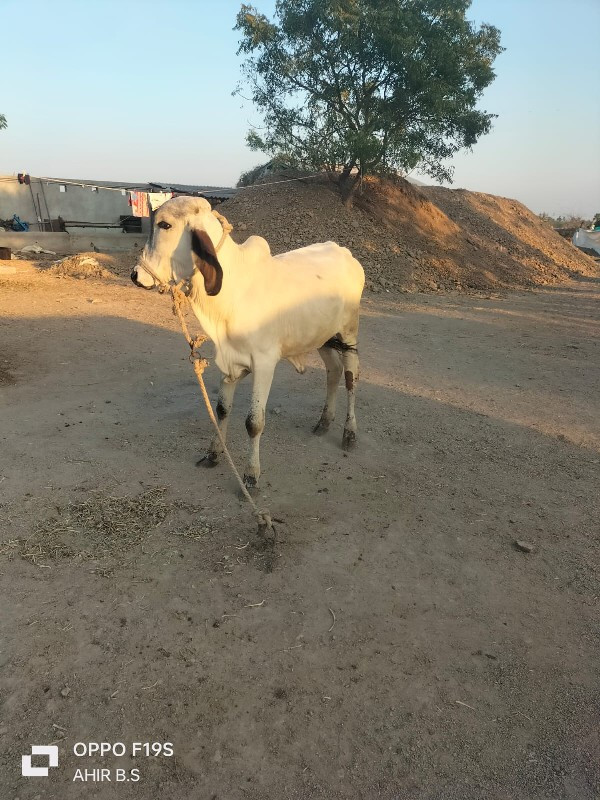 ખુટ