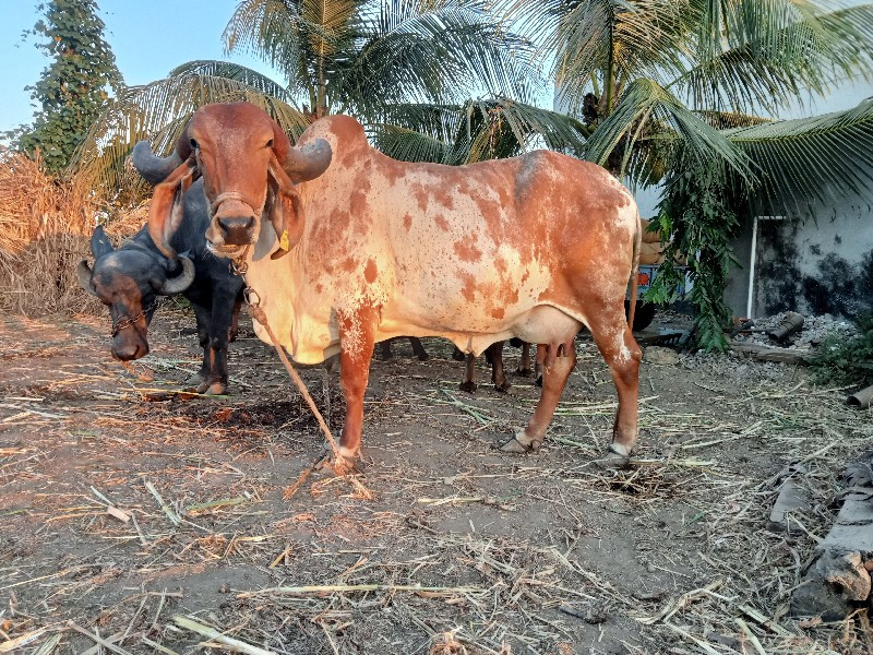 2 વેતર ગાય વેચવ...