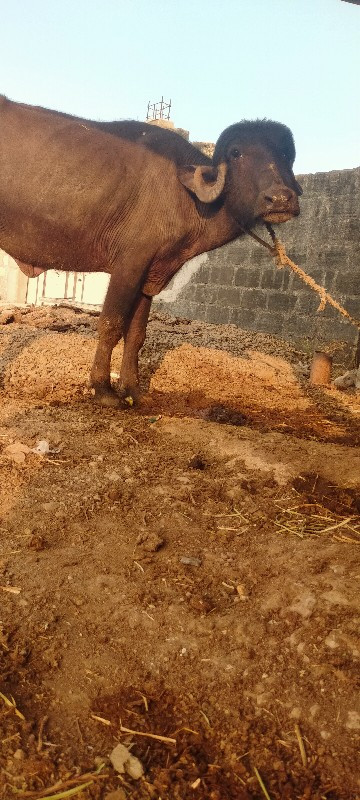 ખડેલી વેચવાની છ...