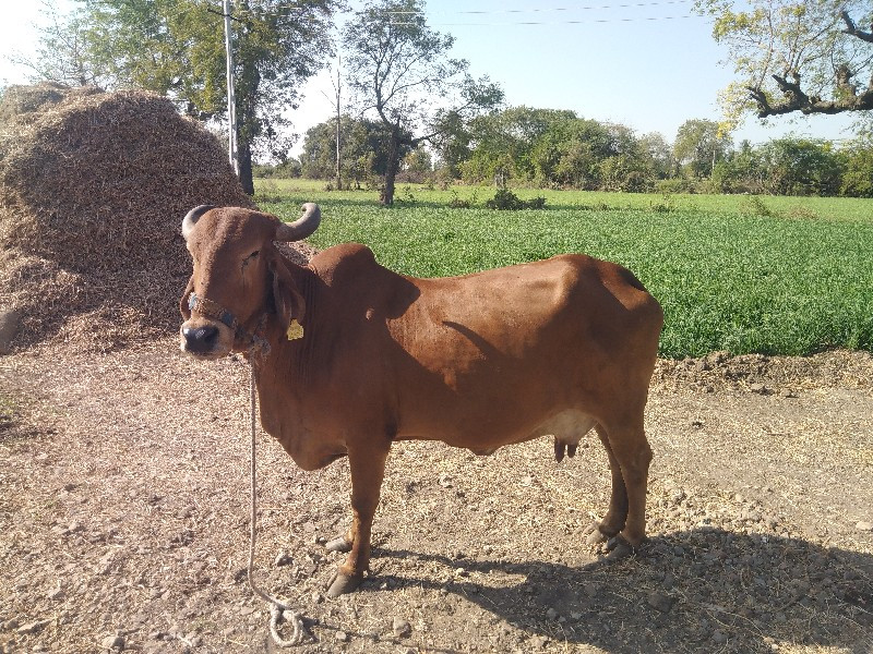 ગાય વેચવાની શે