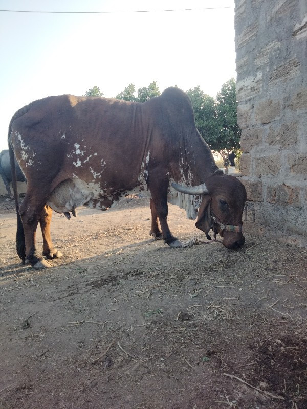 ગાય વેચવાની છે