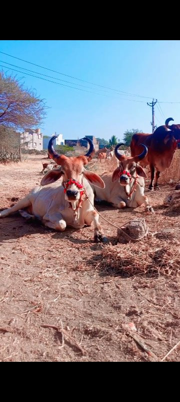 ગોધલા