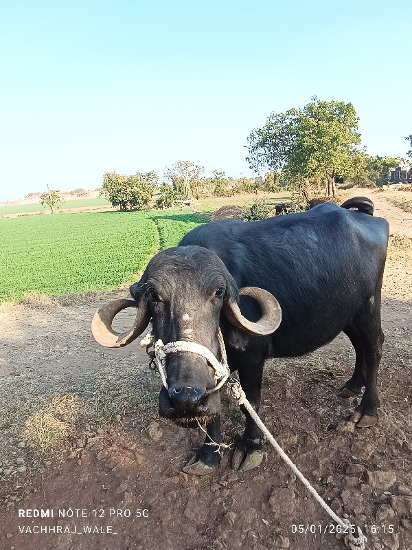 ભેશ વેચવાની છે