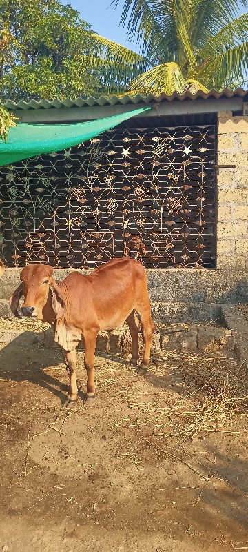 વાછડી વેચવાણી ચ...