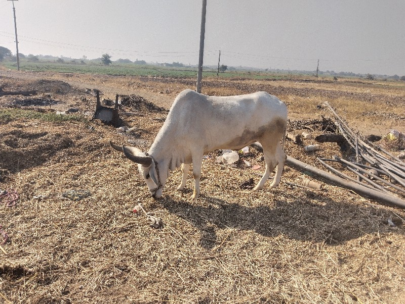 બળદ વેચવાના છે