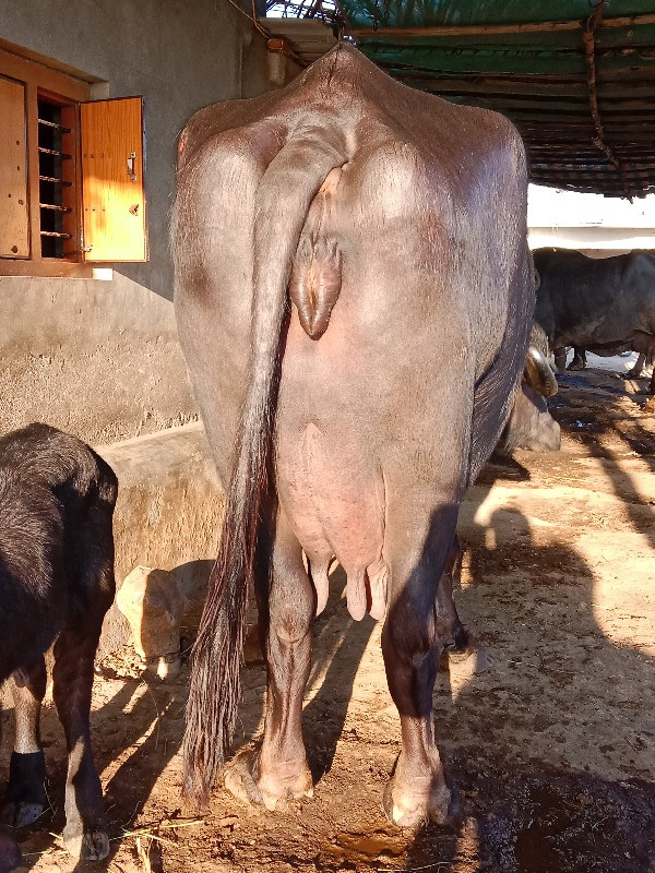 આ ભેંસ વેચવાની...