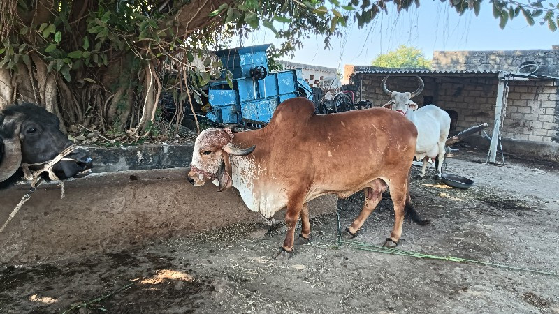 ગીર ગાય વેસવાની...