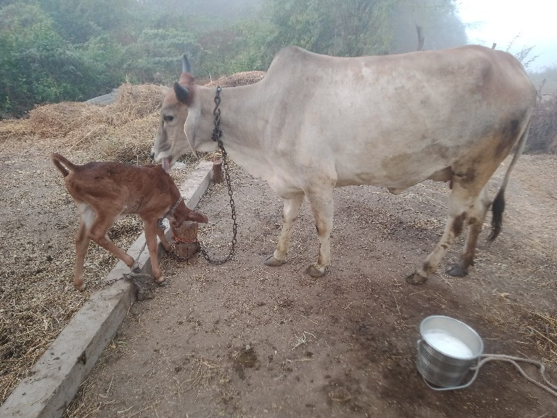 એક.પેલુવેતરદોવા...