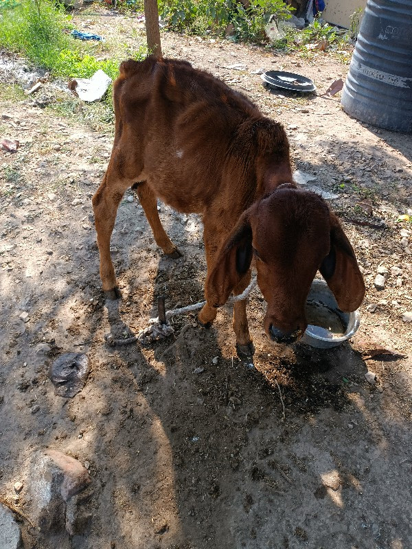 ગાય વેચવા ની છે