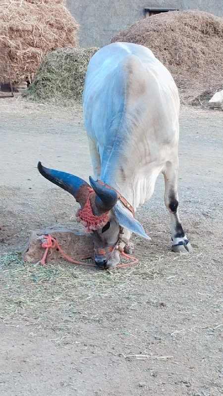 ગોઢલા  વેચવાના